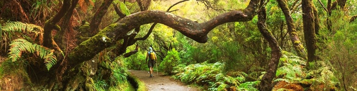 Levadas Madeira Tropenwälder Autovermietung