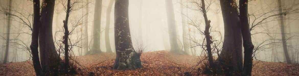 foggy forest halloween