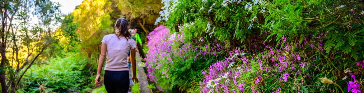 Centauro levada das 25 fontes madeira